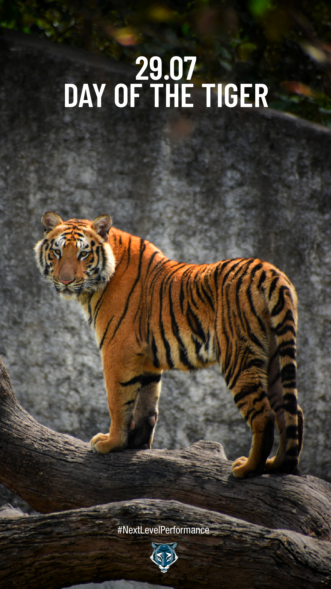 Tiger, Welttigertag, Tierschutz, Biodiversität, Naturschutz